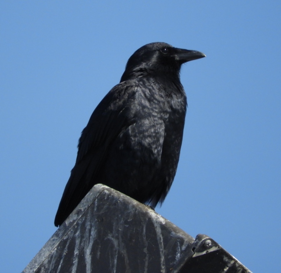 Fish Crow (Corvus ossifragus), photo 5