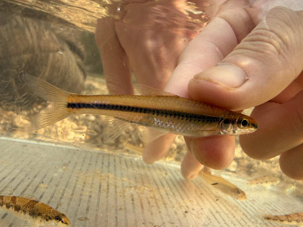 Clear chub (Hybopsis winchelli) — Cyprinidae