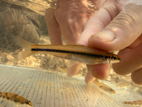 Heldere kopvoorn (Hybopsis winchelli) — Cyprinidae