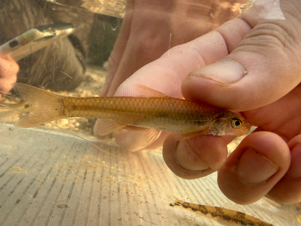 Longnose Shiner