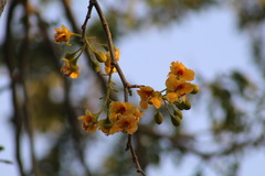 Erythrostemon yucatanensis