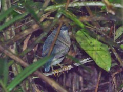 Zebrilus undulatus