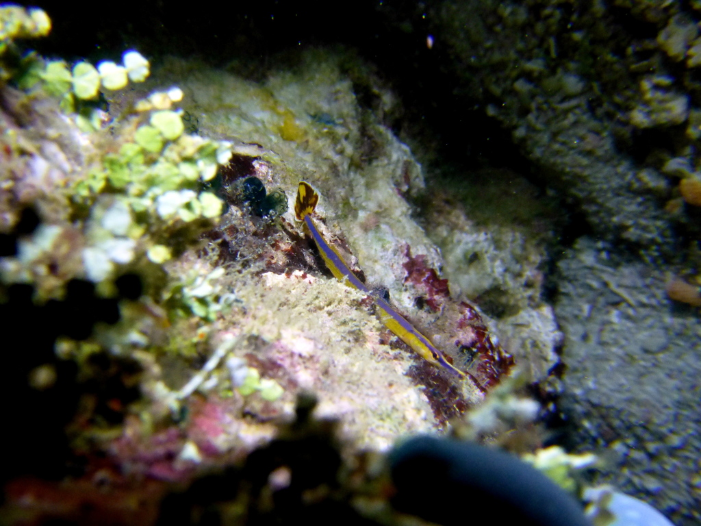 Bluestripe pipefish