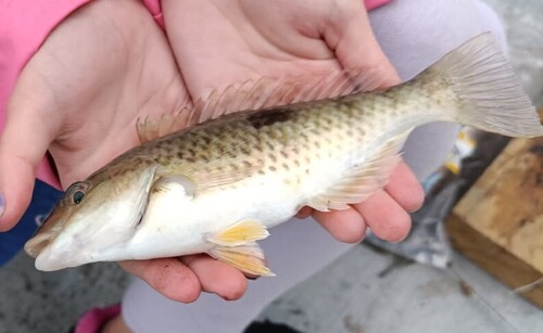 Spotty (Notolabrus celidotus) — Labridae — 3