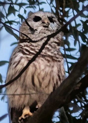 View observation of {o.common_name} on iNaturalist