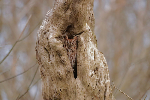 Eastern Screech Owl (Megascops asio), photo 7