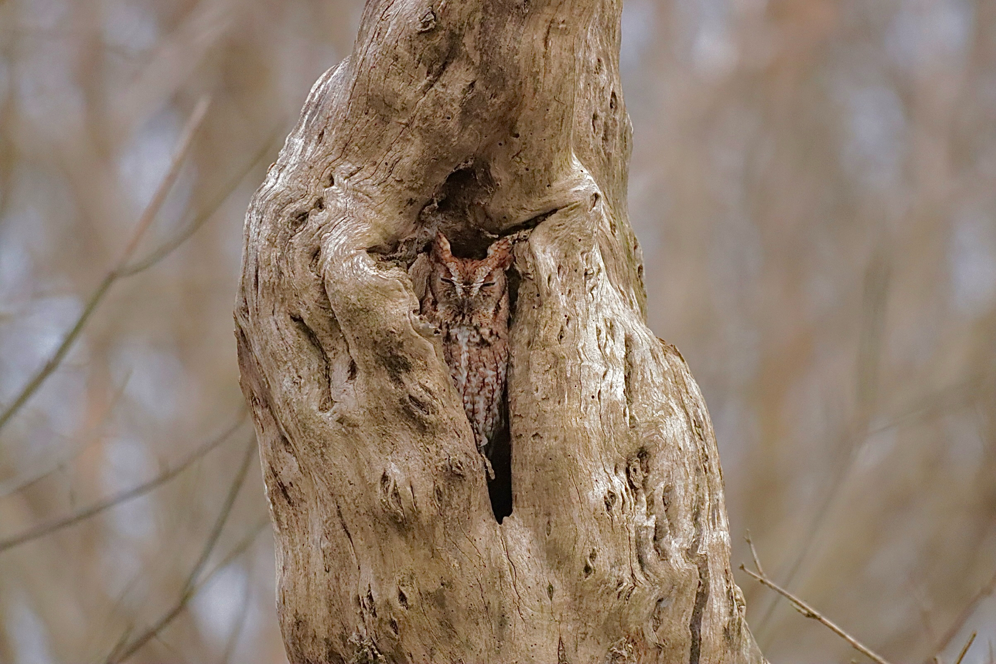 Eastern Screech Owl (Megascops asio), photo 7