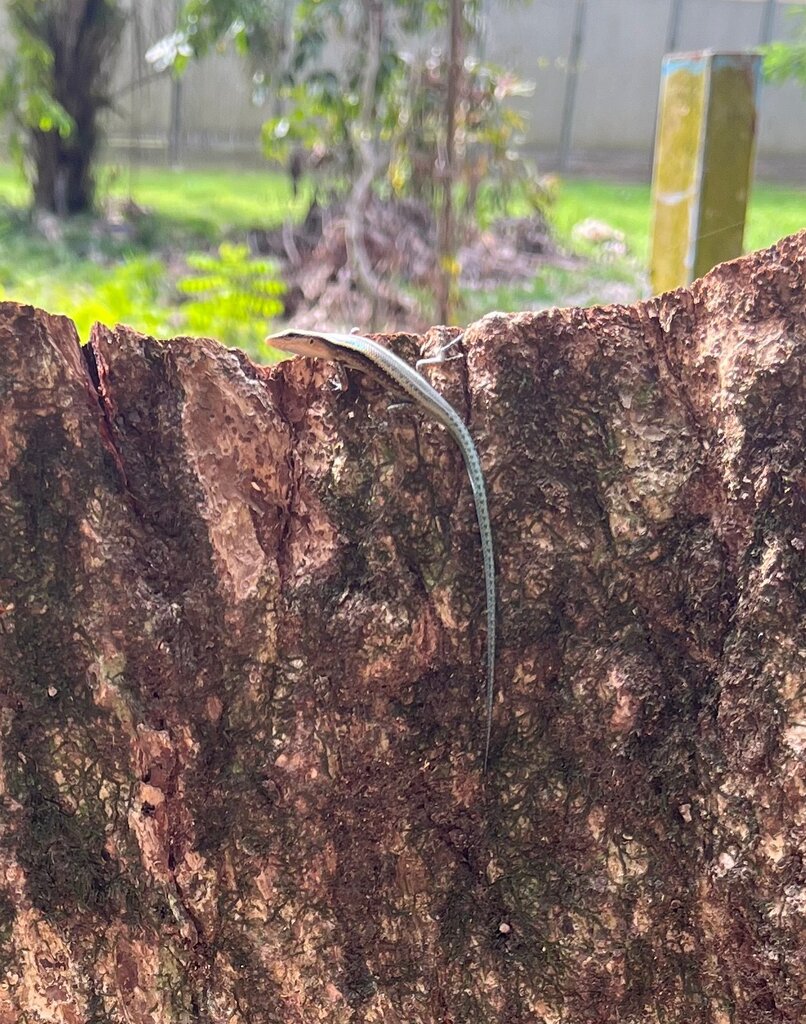 Solomons Blue-tailed Skink