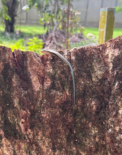Solomons Blue-tailed Skink