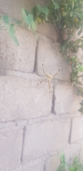 Argiope argentata