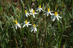Pauridia serrata albiflora