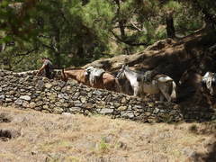 Equus asinus × caballus