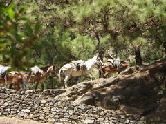 Equus asinus × caballus