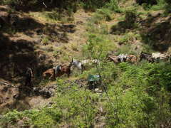 Equus asinus × caballus