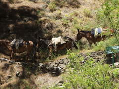 Equus asinus × caballus