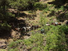 Equus asinus × caballus