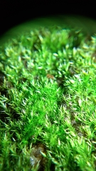 Rhynchostegiella tenella