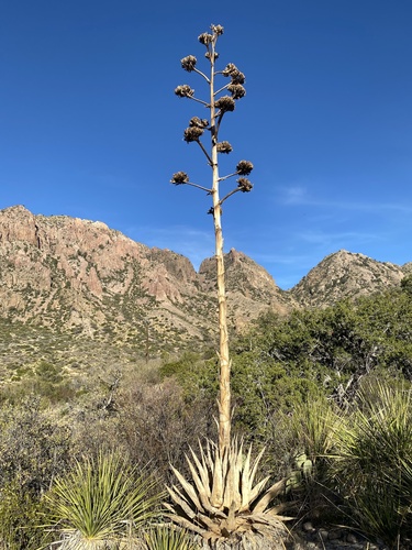 Agave havardiana