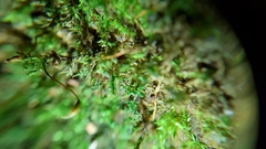 Rhynchostegiella tenella