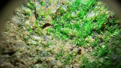 Rhynchostegiella tenella