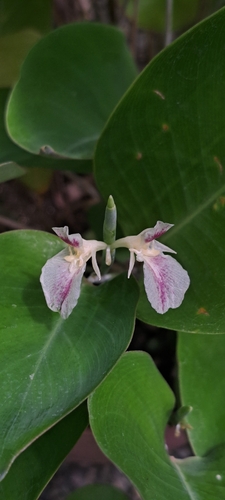 Ischnosiphon leucophaeus