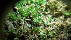 Rhynchostegiella tenella