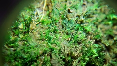 Rhynchostegiella tenella