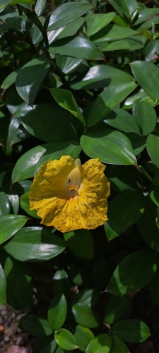 Insulin Plant (Chamaecostus cuspidatus)
