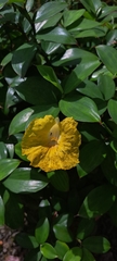 Chamaecostus cuspidatus