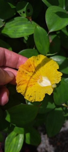 Chamaecostus cuspidatus, photograph 2