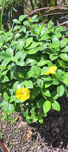 Chamaecostus cuspidatus, photograph 3
