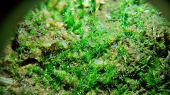 Rhynchostegiella tenella