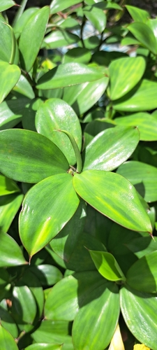 Chamaecostus cuspidatus, photograph 4