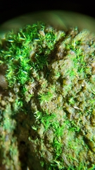 Rhynchostegiella tenella