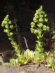 Aeonium canariense subsp. christii image