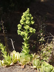 Aeonium canariense subsp. christii image