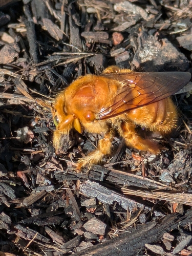 Valley carpenter bee