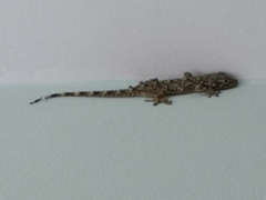 Tarentola mauritanica