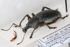 Otiorhynchus cardiniger