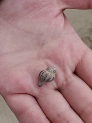 Urosalpinx cinerea image