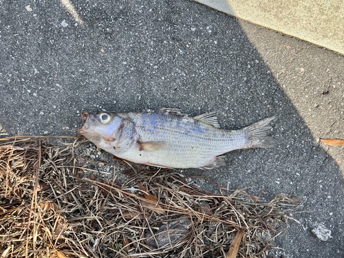 White perch (Morone americana) — Moronidae — 3