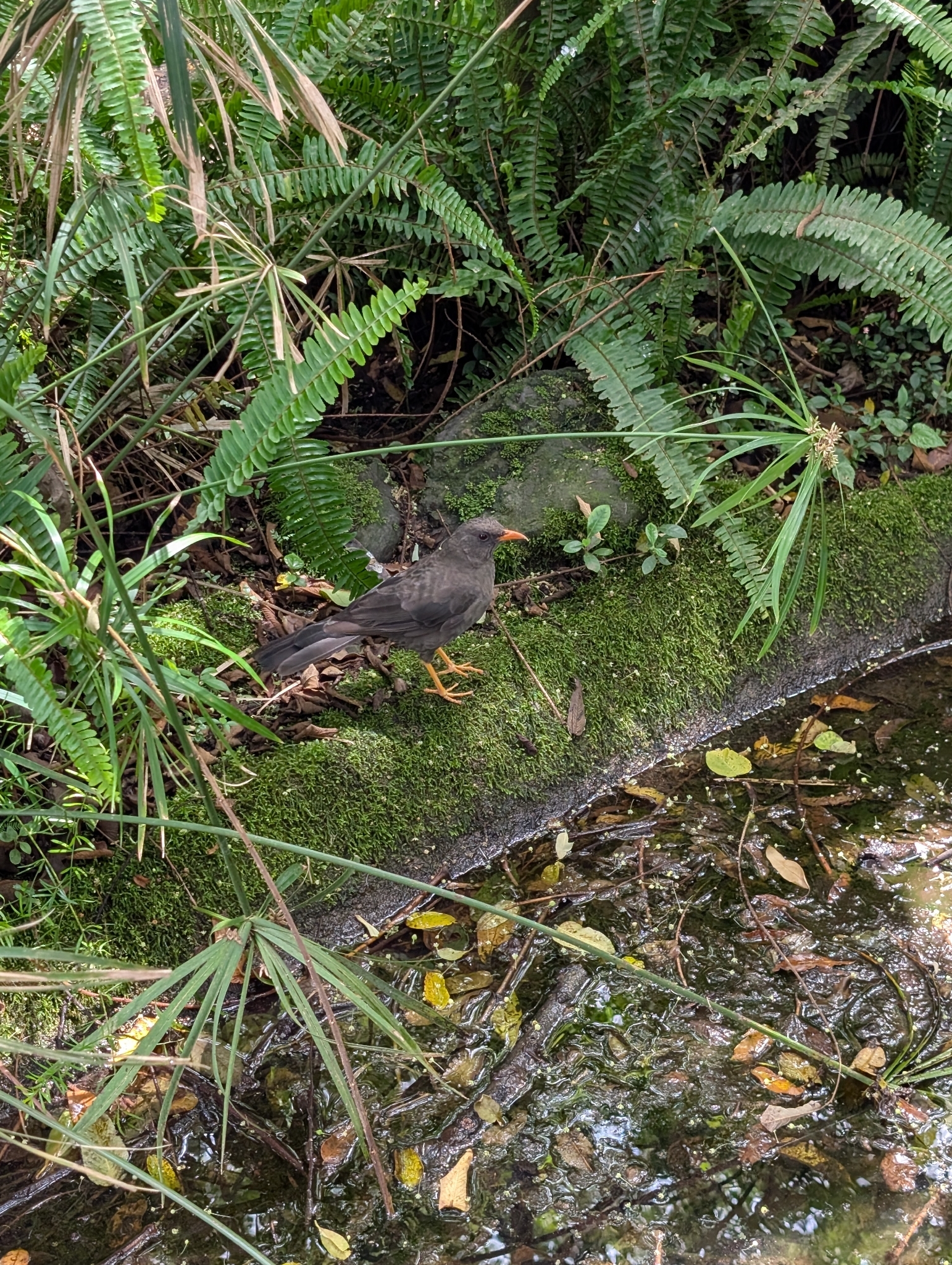 Great Thrush (Turdus fuscater), photo 2