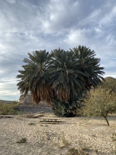 Palmera datilera