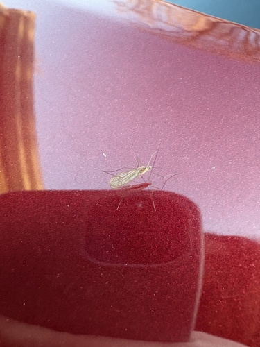 Unknown species found near Crystal Ln, Wallingford, CT, US