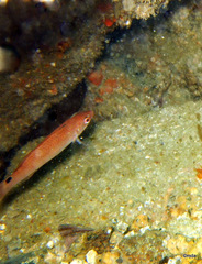 Ctenolabrus rupestris