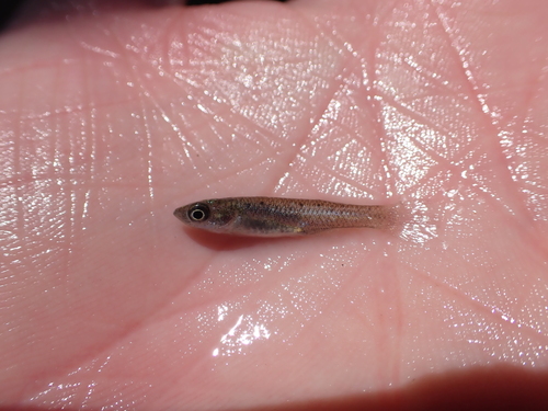 Saltmarsh topminnow (Fundulus jenkinsi) — Fundulidae — 2