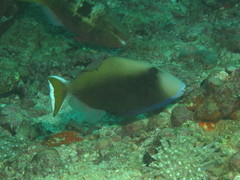 Sufflamen albicaudatum