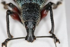 Otiorhynchus cardiniger