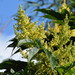 Chinese Sumac - Photo (c) 謝忠良, some rights reserved (CC BY-NC), uploaded by 謝忠良