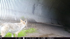 Canis latrans